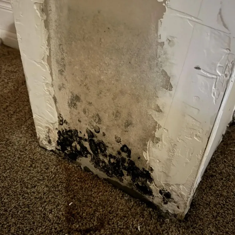 Professional Mold Removal in West, TX